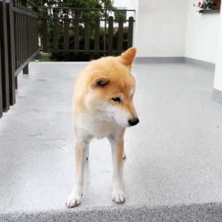 Kontrola nově opravené terasy musí být! 😂 Snad bude pejsek s novým povrchem spokojený 😉 Použité materiály: 1. Vyspravení...